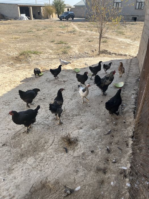 Жақсы тауықтар бәрі зор 2 қораз бар