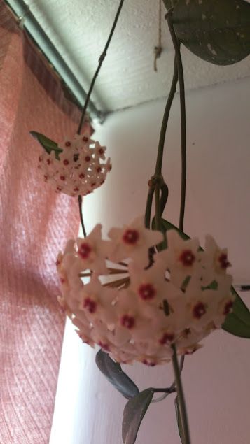 Hoya Carnosa (floare de ceara)