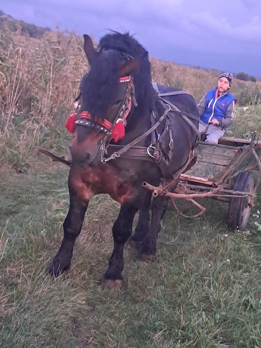 De vânzare armăsar de 6 ani