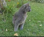 Pui de pisica Nebelung ,gri integral, pufos