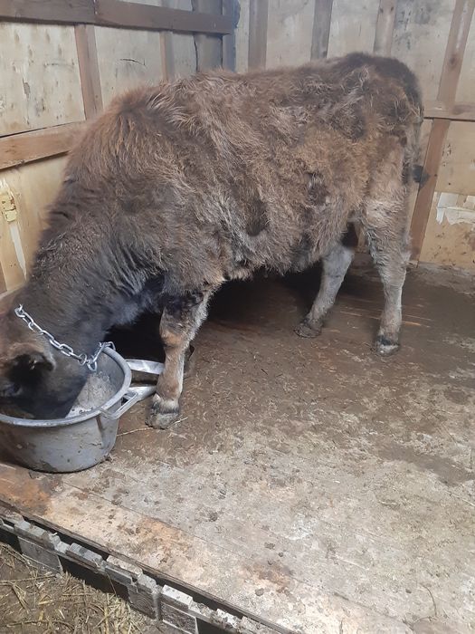 Продам молодую упитанную стоящую на откорме телочку