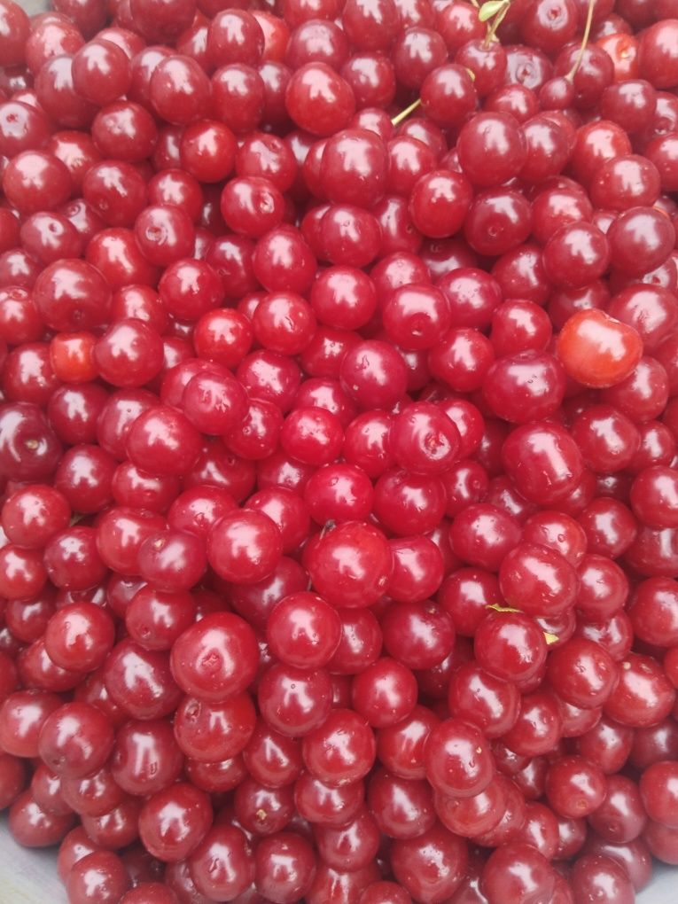 Продам вишню  свежесобраную