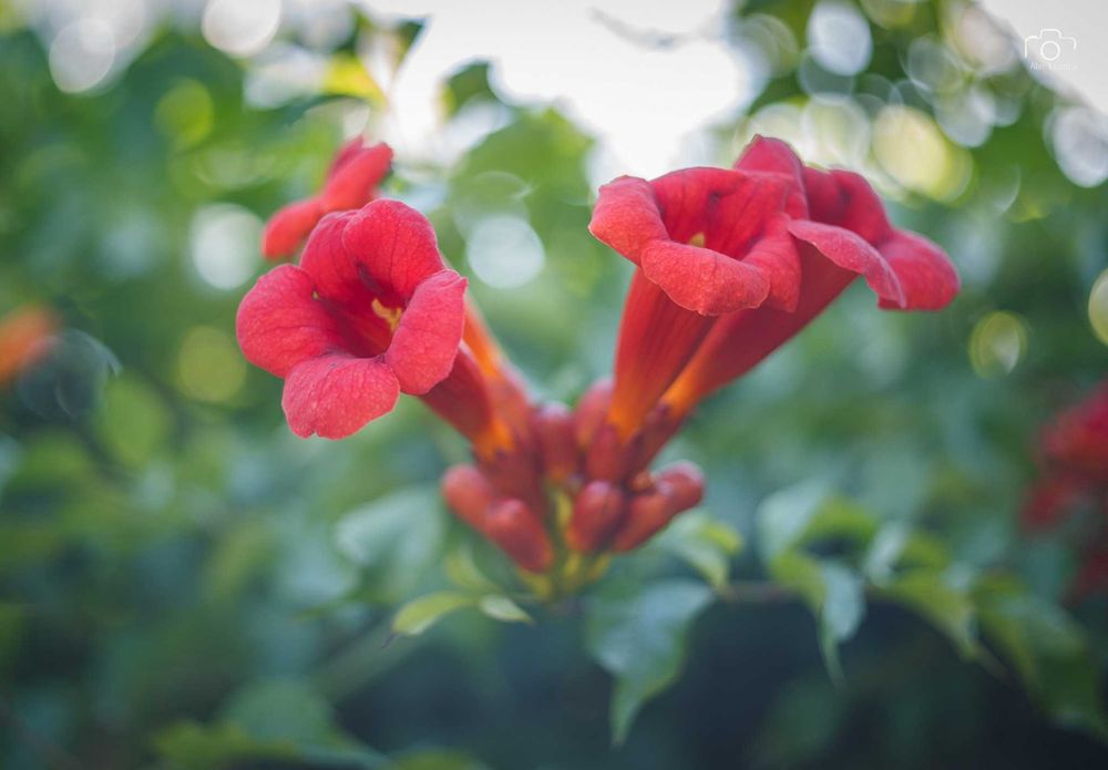 Obiectiv Helios 81N 50mm F2