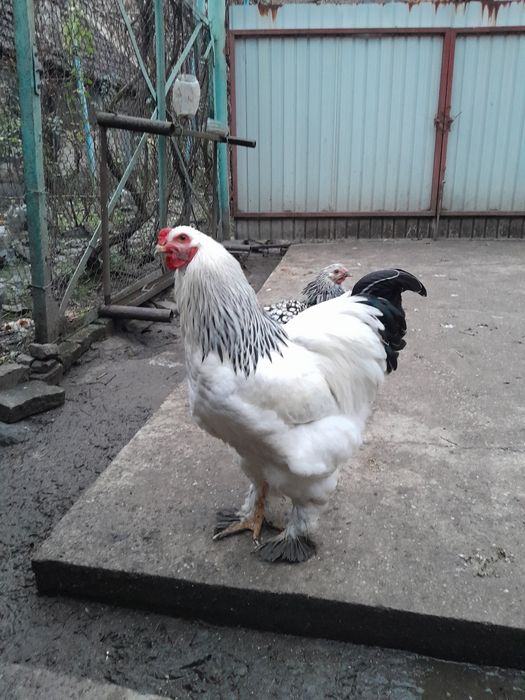 Vând cocosi brahman deschis