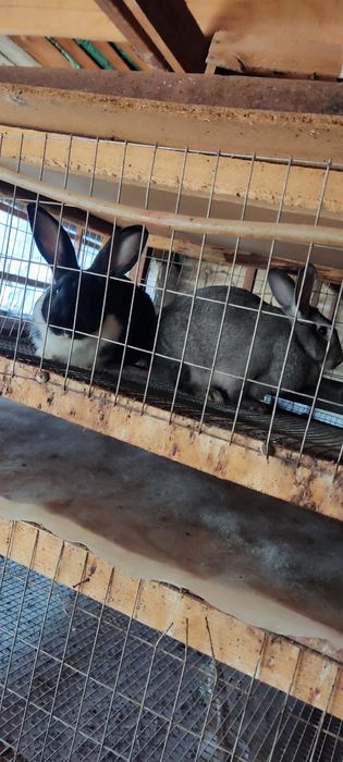 2 Коян сатылады .