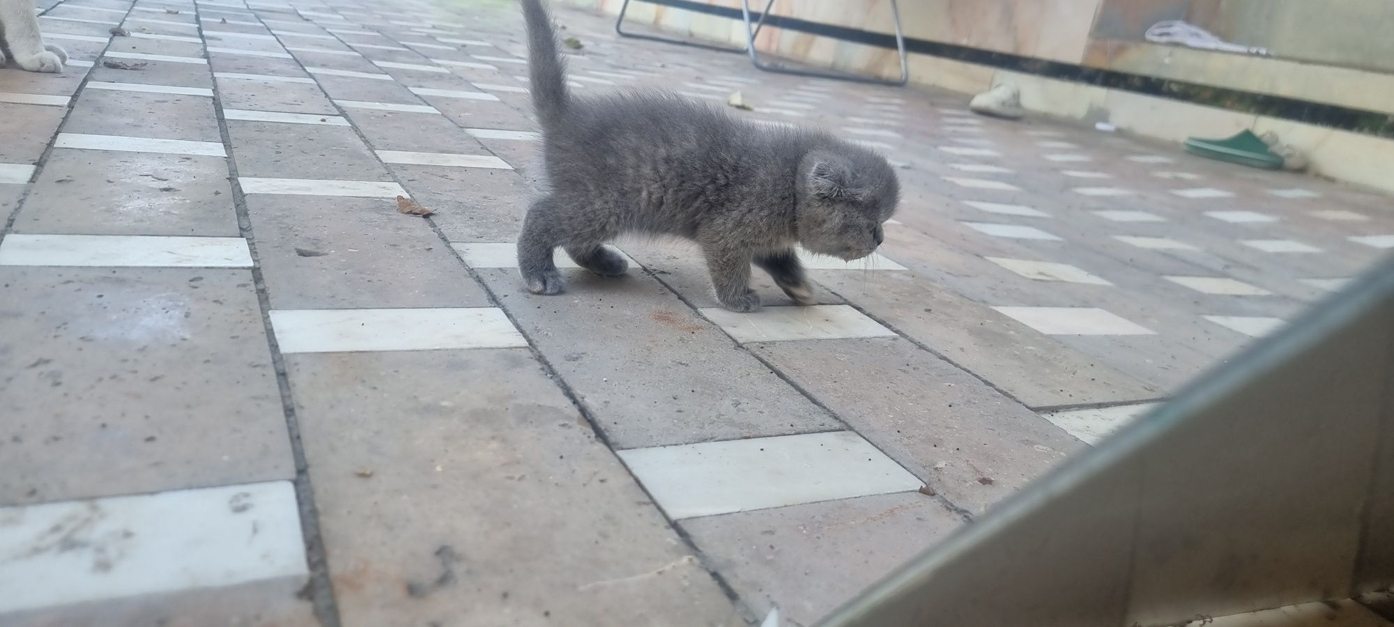 Котята продаются