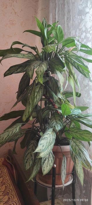 Аглонема. Комнатное растение.