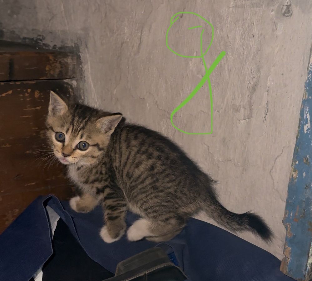 Котята  около месяца  2 девочки