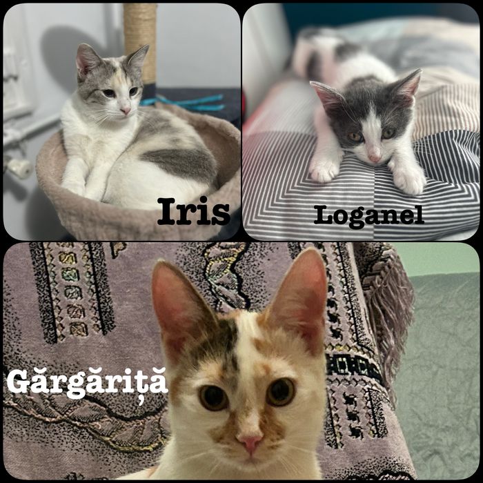 Pisici pt adoptie responsabilia