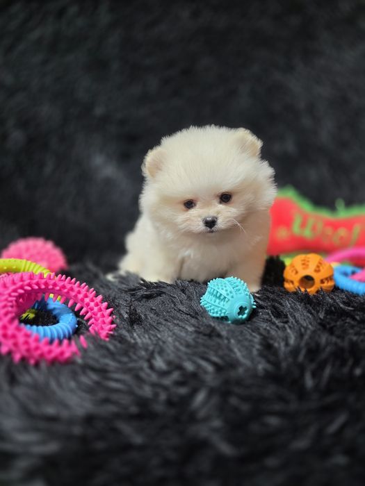 Pomeranian fetita tip boo