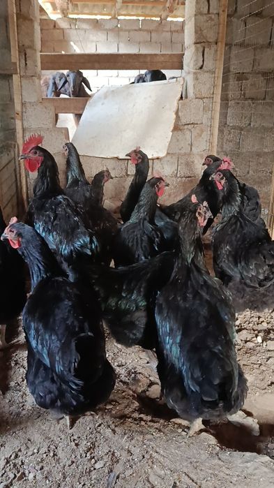 Қора шахзода тухумга заказ оламиз