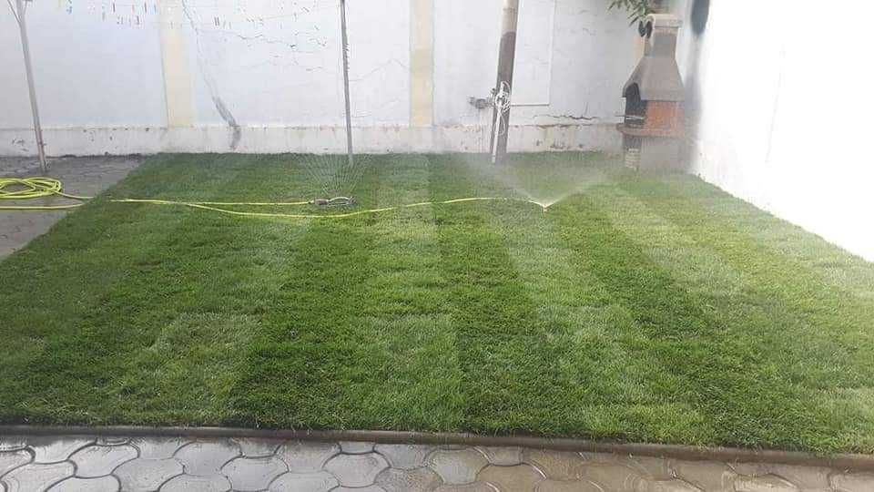 Vând tuia și mesteacăn