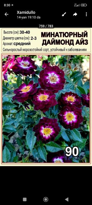 Atirgul koʻchatlari sotiladi