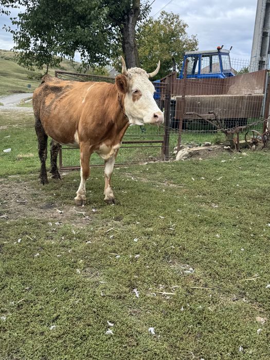 Vand vaca de 5 ani
