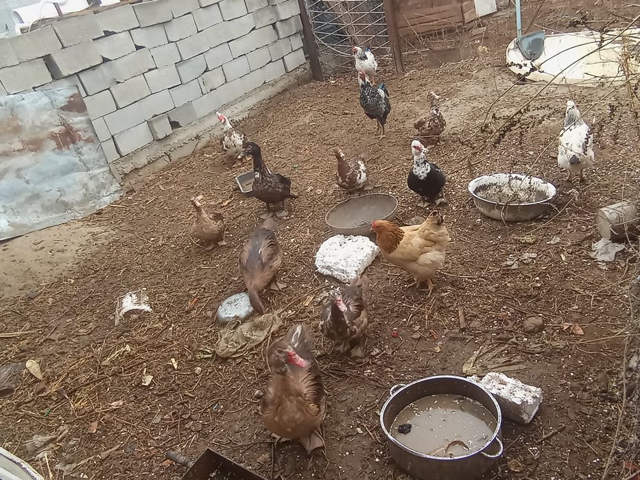 Продам индоуток-9 шт, курей, петуха, селезень, цыплят