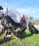 Oua Gaini Australorp