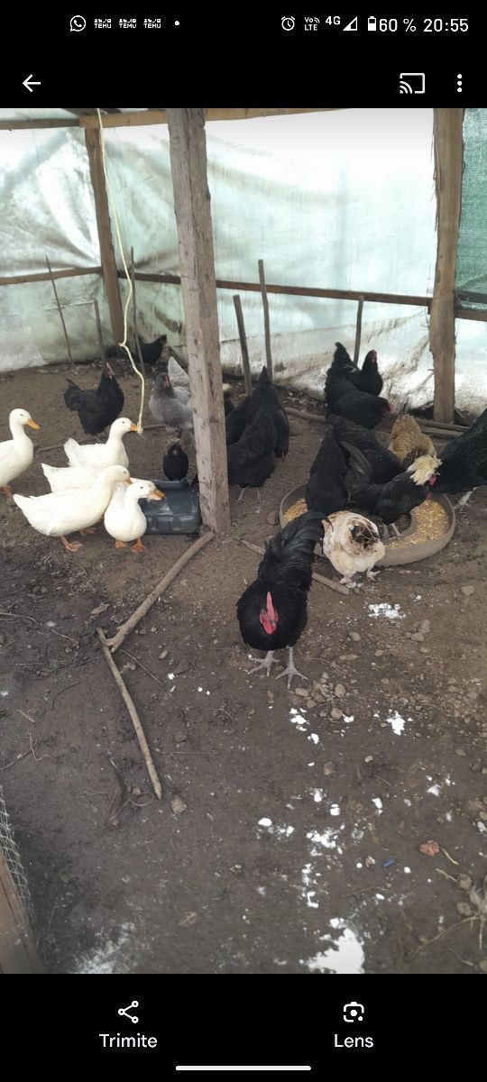 Oua găină Australorp