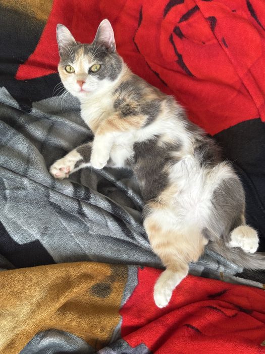 Отдам квартирную кошечку в хорошие руки