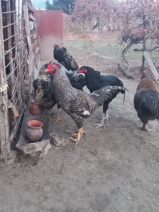 Хўроз ва қуёнлар сотила