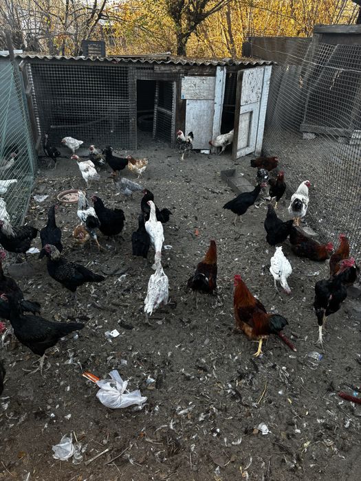 Цыплята продаю по 4000 тг