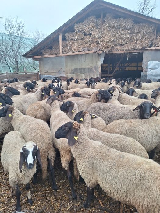 Vând 60 de oii carabasa bulgareasca