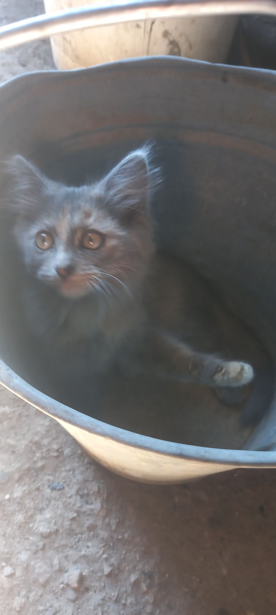 Котенок девочька