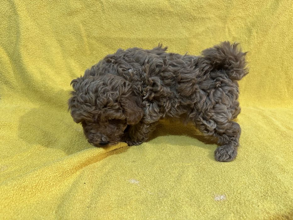 Мини пудел/poodle