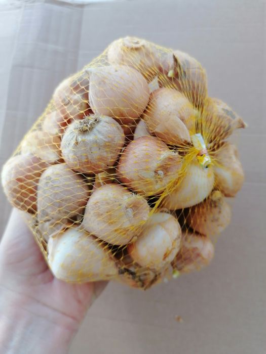 Лалета луковици различни цветове