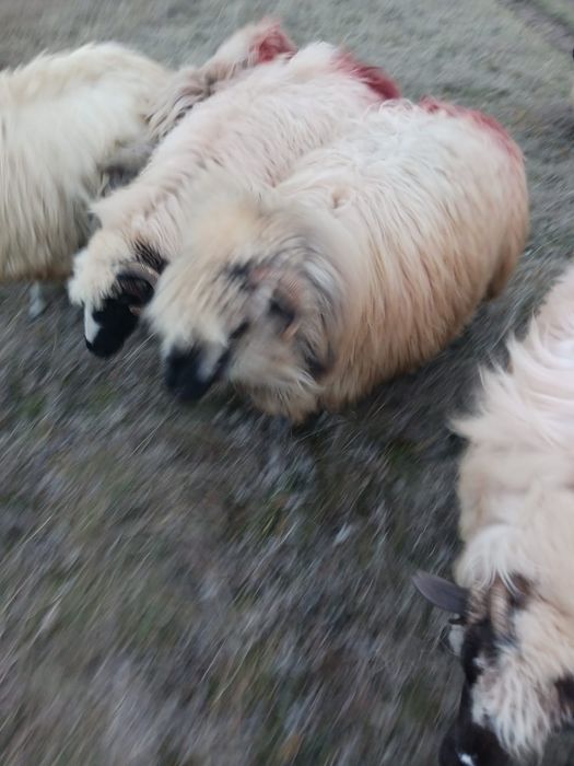 Oi si berbec de vanzare