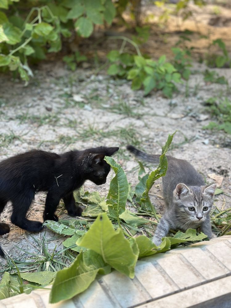 Продаются котята пародистые