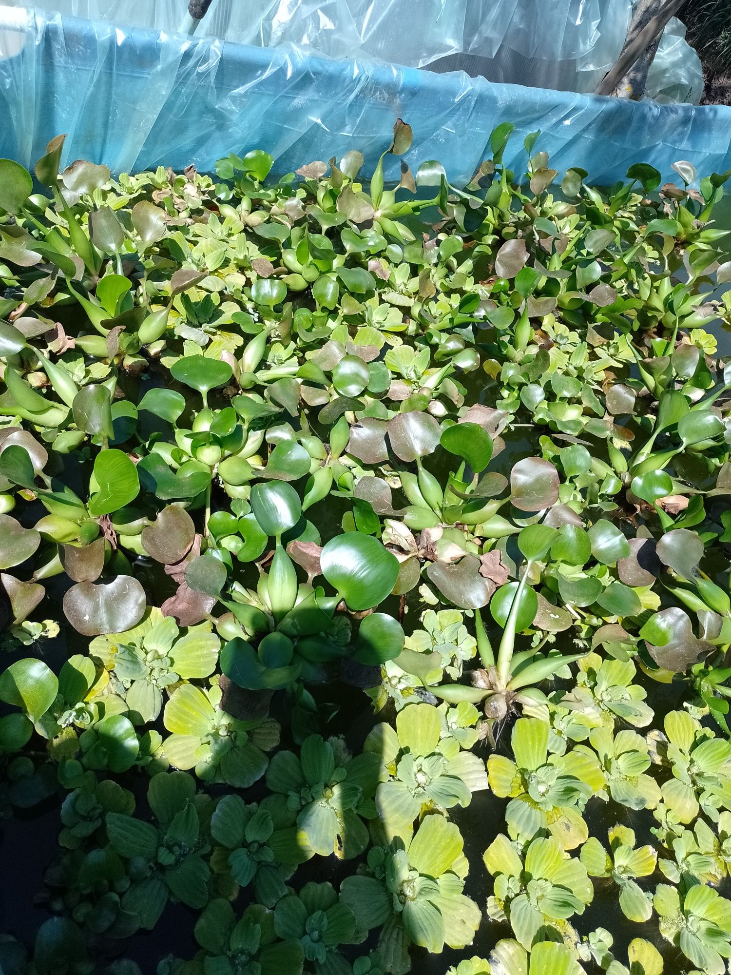 Zambile Amazoniene, Salata de Nil - Pistia, plante plutitoare , koi...