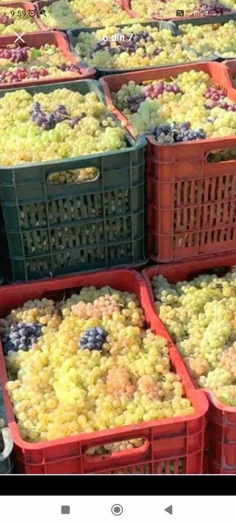 Vând strugurii de vin livrare la domiciliu ori unde in țară