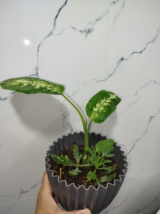 Difinbaxiya detkasi