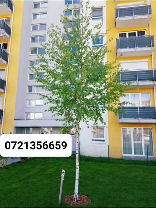 Mesteacan Alb si multe alte plante