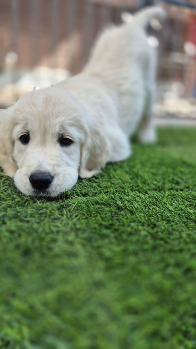 Pui Golden Retriever cu Pedigree