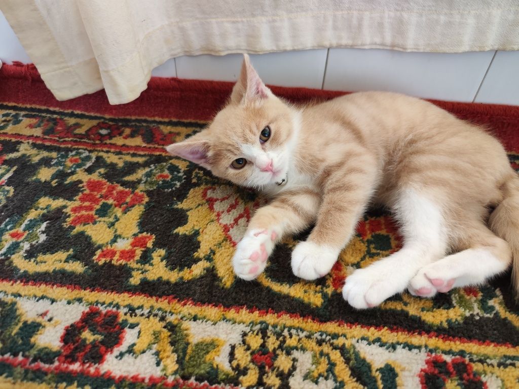 Скотт страйт Сотилади.