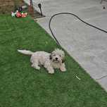 Donez pui de bichon
