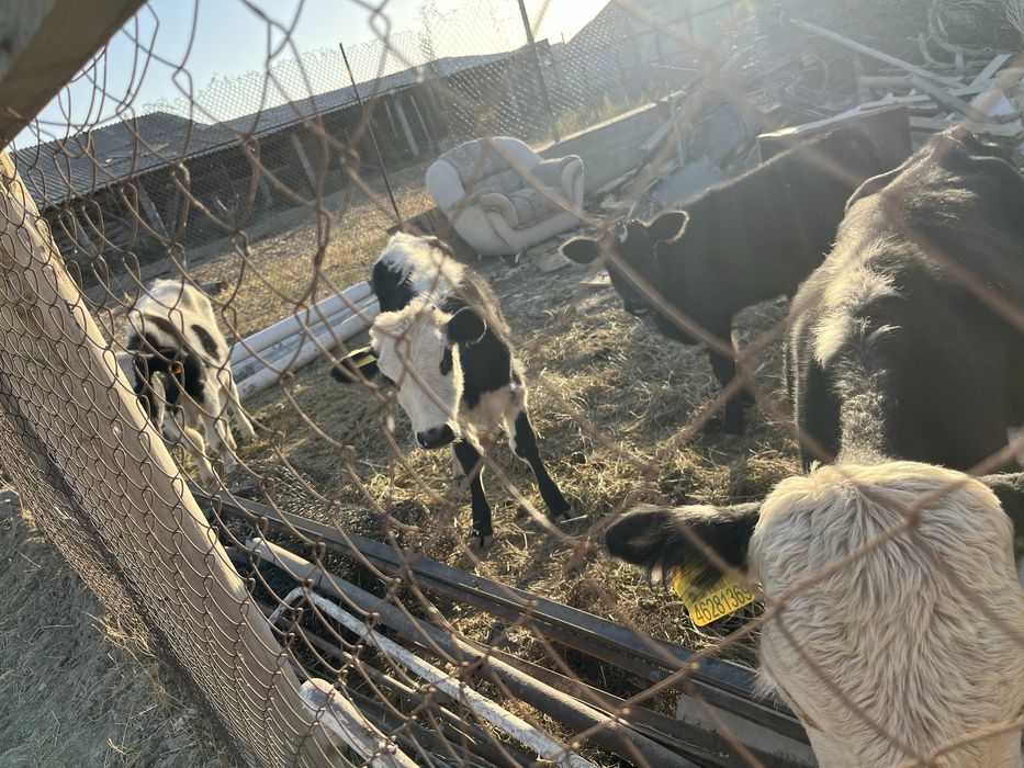 Продам телят здоровых домашних