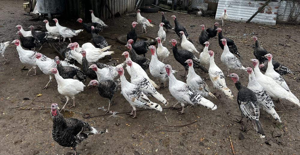 Vand pui de curcă crescuti cu furaje naturale
