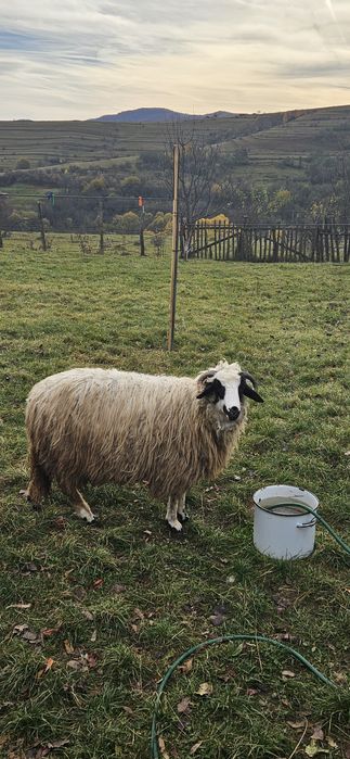 Vând 3 miele de prasila, se vând la kg,17 lei kg