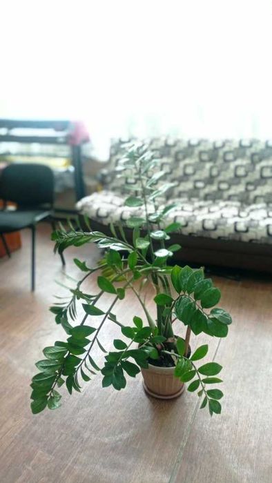Продам денежное дерево (Замиокулькас)