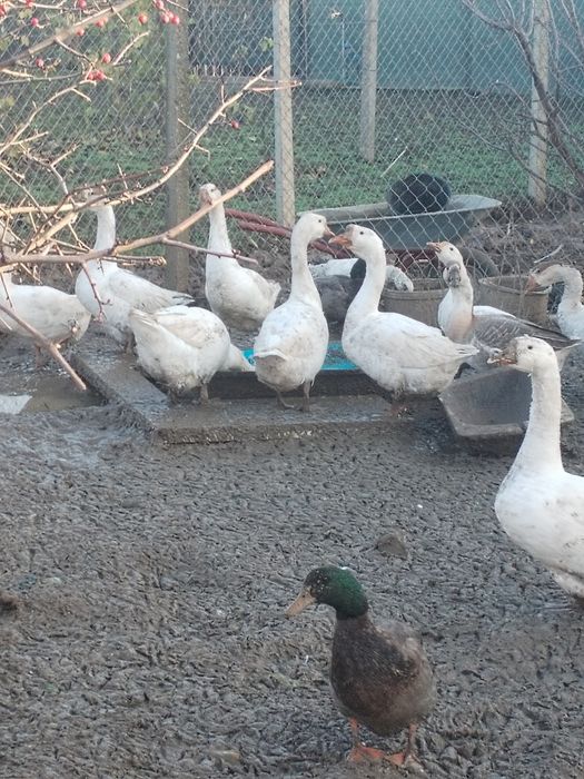 Rațe și gâște de vânzare