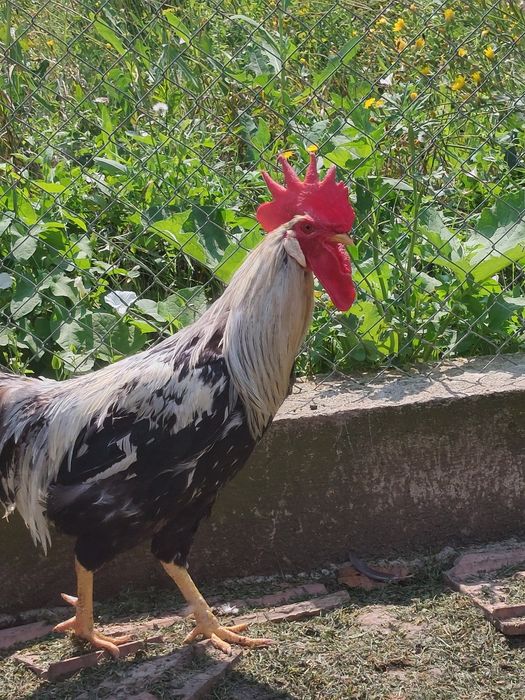 Cocosi Araucana, Australorp și Italian