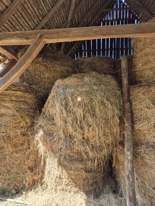 Vând baloti de lucerna, 150 / 120, foarte mari.