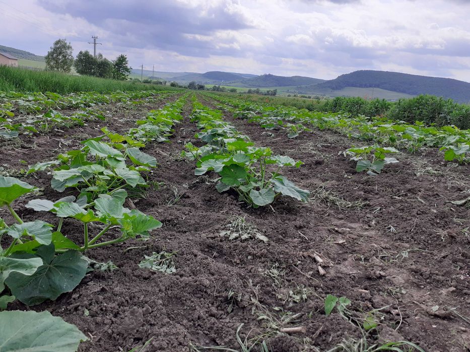 Miez seminte de dovleac fara coaja, produse in Romania ECO