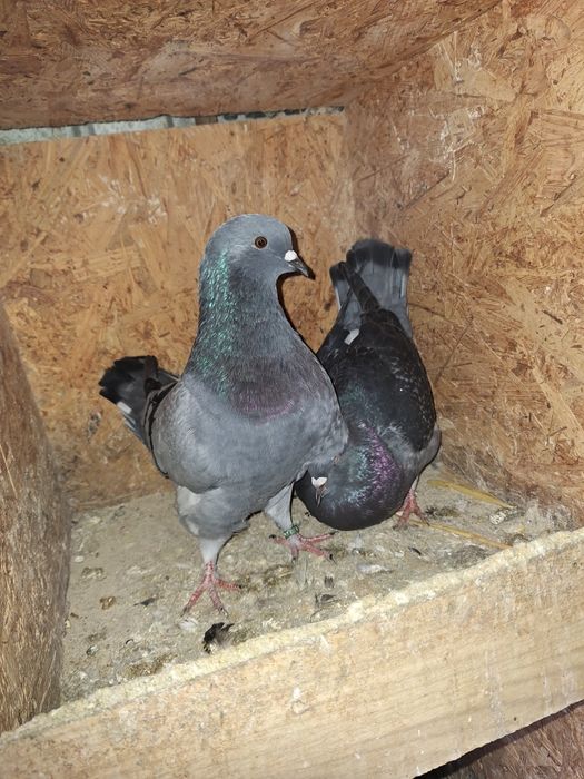 Vand porumbei strasseri.kingi voltati