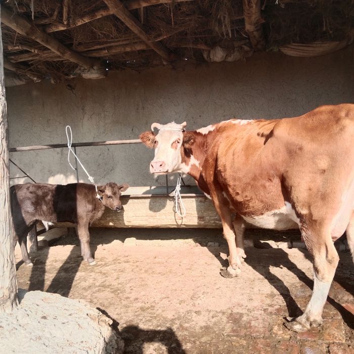 Ona bola sotiladi yeb ichishi zoʻr parodali simental gibrit