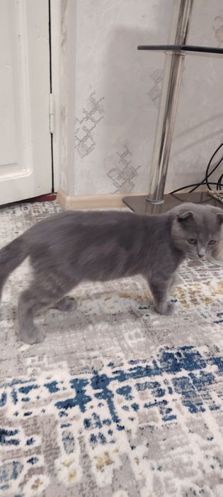 Шотландская вислоуха  Скоттиш Фолд