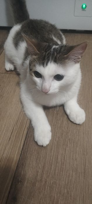 Отдам кошку даром. Үй мысығын тегін беремін.