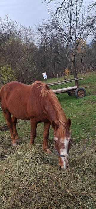 Cal căruță si ham